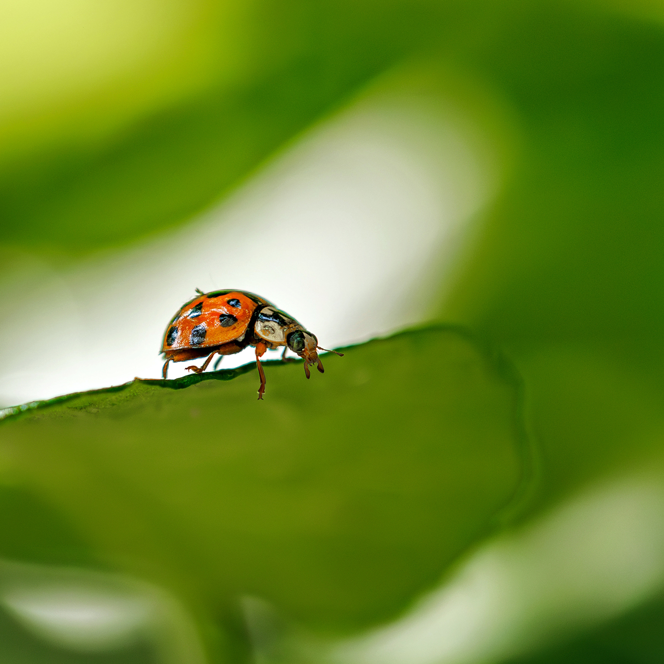 Schlupf von Marienkäfer Larven