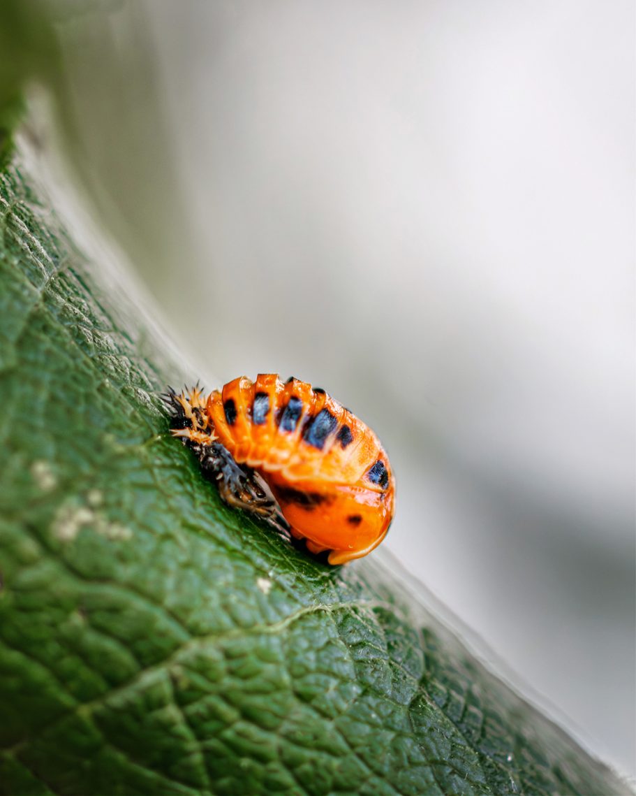 Orangene Käfer mit schwarzen Streifen auf einem grünen Blatt.