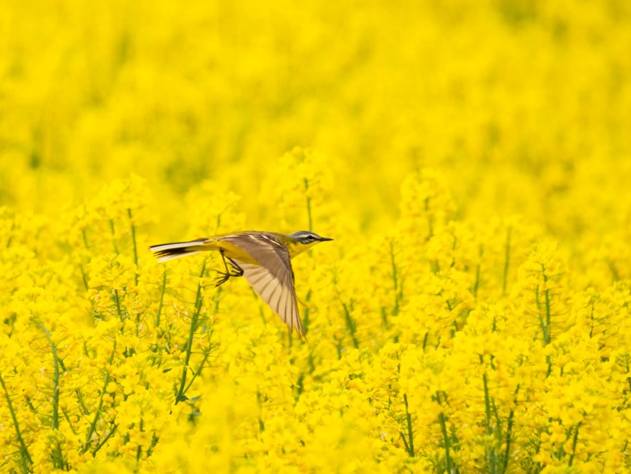 Ein Vogel fliegt über ein leuchtend gelbes Rapsfeld.
