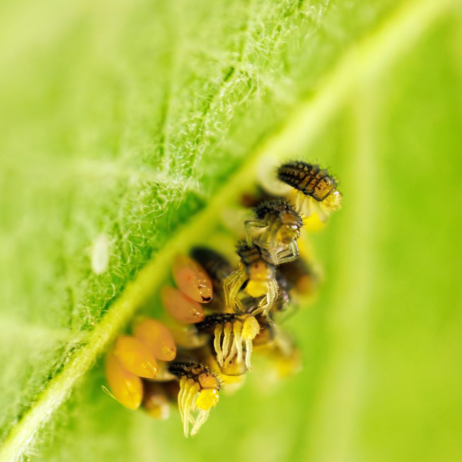 Grüne Blattoberfläche mit kleinen, bunten Larven, die sich verbergen.
