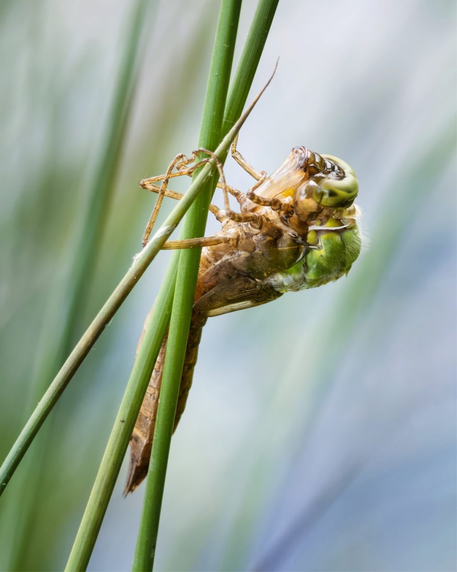 Grüne Libelle sitzt auf Grashalm, unscharfer Hintergrund in natürlichen Farben.