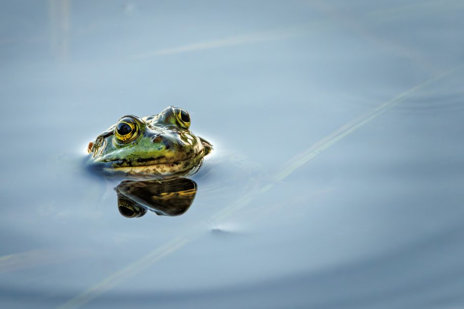 Ein gefleckter Frosch schwimmt auf der Wasseroberfläche.