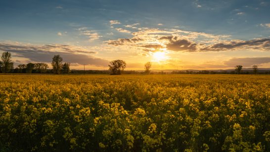Blühendes Feld mit gelben Rapsblumen vor einem Sonnenuntergang am Horizont.