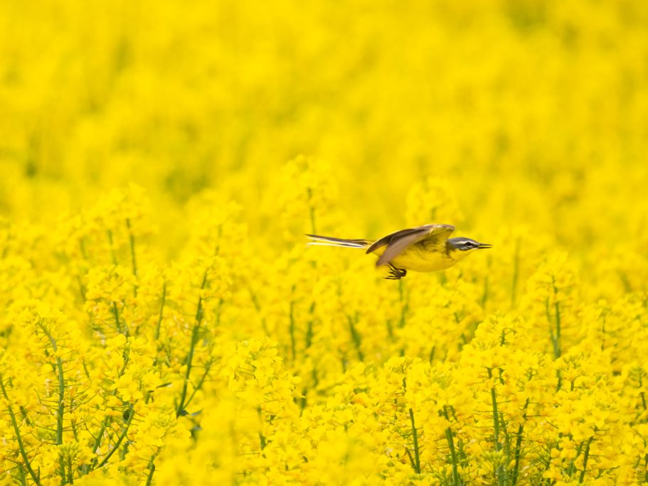 Ein Vogel schwebt über einem Feld mit leuchtend gelben Rapsblüten.