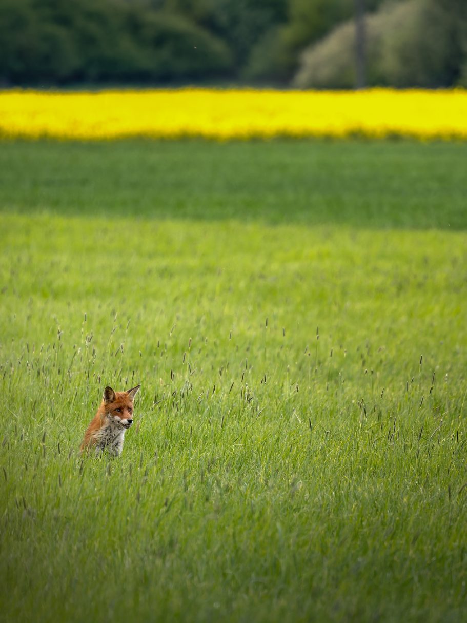 Der Fuchs Ein Fuchs sitzt in einem grünen Feld mit gelben Blumen im Hintergrund.