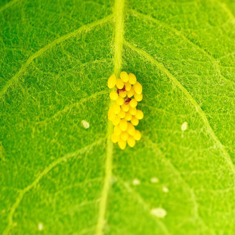 Gelbe Ei-Gruppierung auf einem grünen Blatt, detailreiche Textur sichtbar.