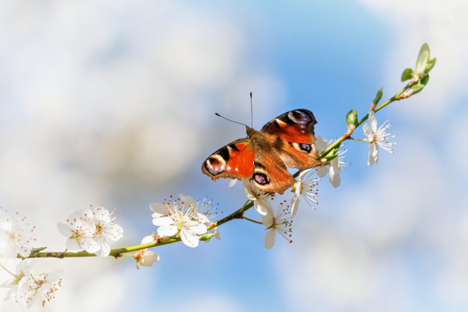 Schmetterling mit orange-schwarzen Flügeln sitzt auf einer blühenden Zweig.
