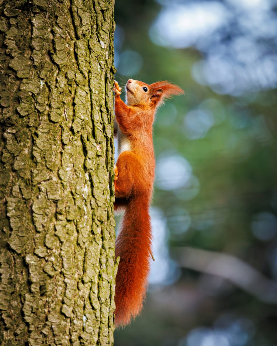 Ein rotes Eichhörnchen klettert einen Baumstamm hoch.