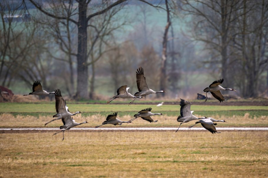 Scharfe Kraniche fliegen über ein offenes Feld mit Bäumen im Hintergrund.