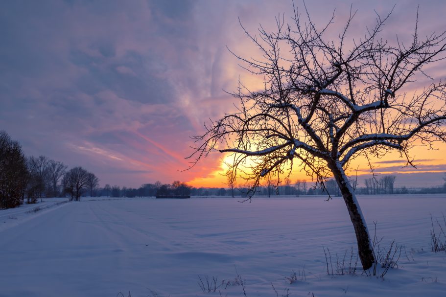 Winterlandschaft mit einem einsamen Baum und buntem Sonnenuntergang am Horizont.