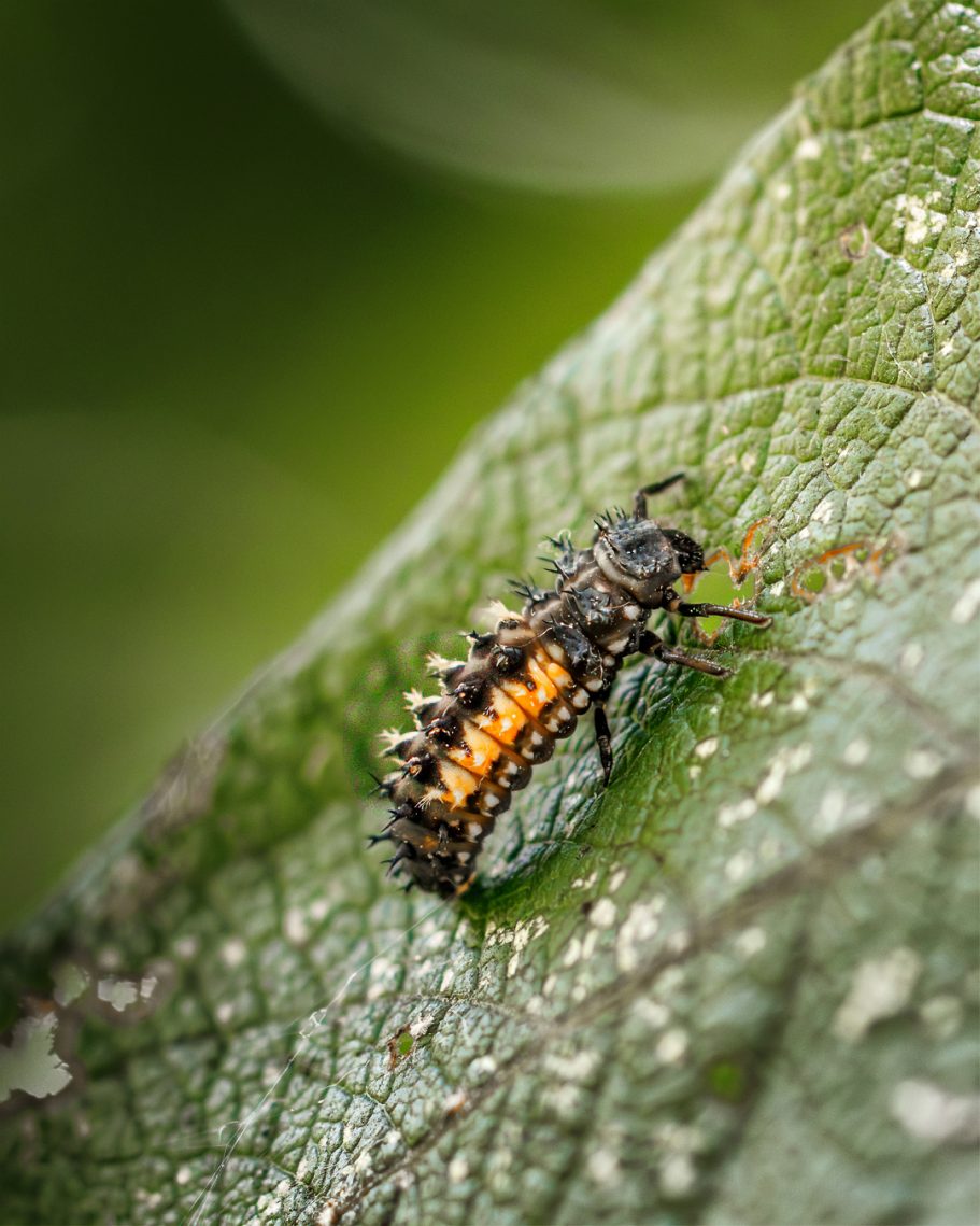 Ein Käfer mit orangefarbenem Rücken krabbelt auf einem grünen Blatt.