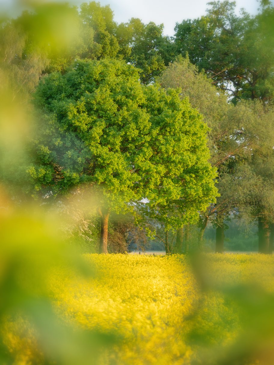 Durch den Blätterrahmen Grüne Bäume vor einem goldenen Feld, umgeben von sanfter Natur.