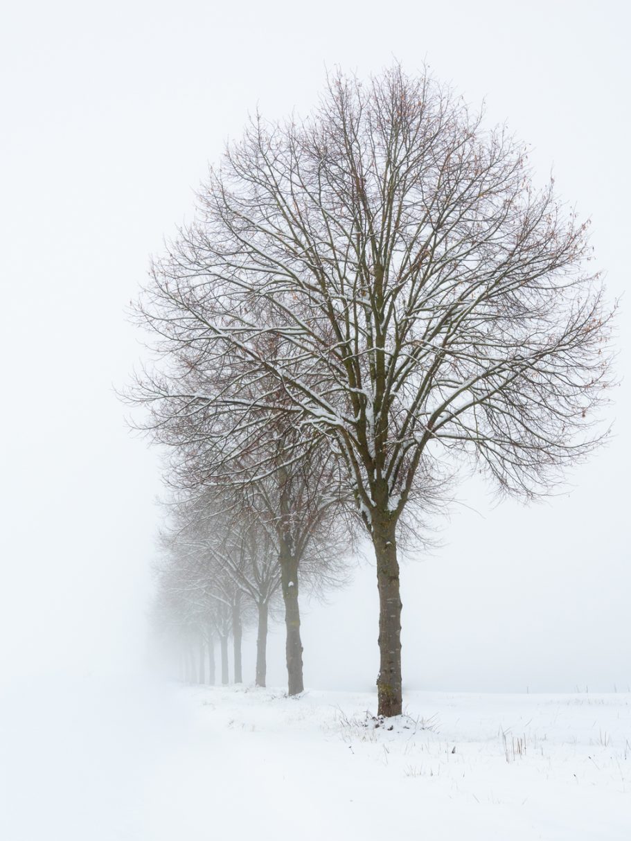 Bäume mit kahlen Ästen in einer verschneiten, nebligen Landschaft.