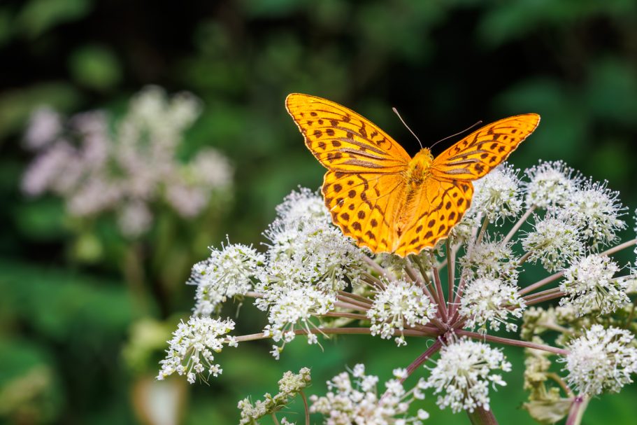 Oranger Schmetterling mit schwarzen Punkten sitzt auf einer weißen Blüte.