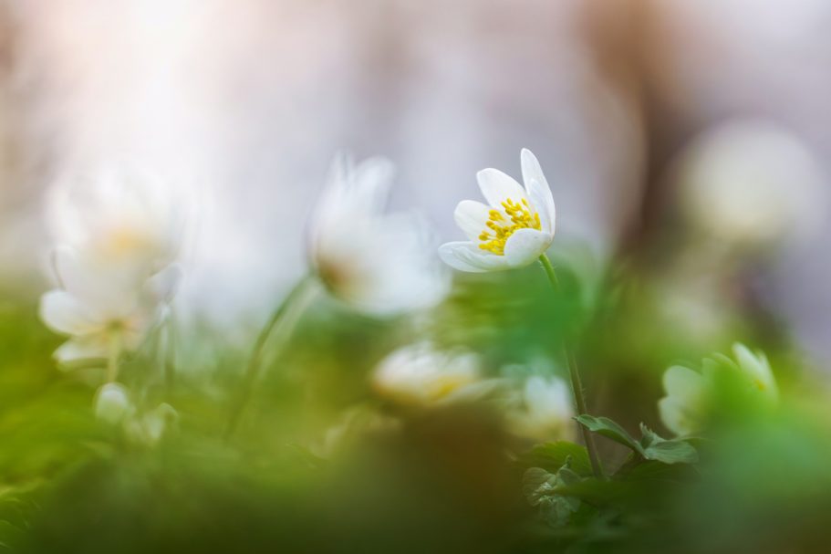 Weiß blühende Blumen auf grünem Hintergrund, sanft unscharf und beleuchtet.