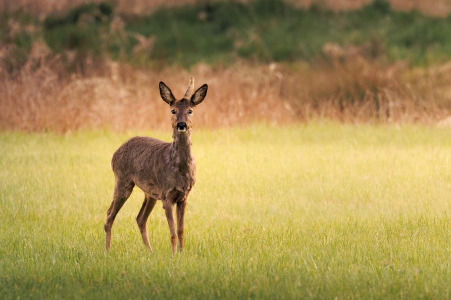 Reh steht in einem grünen Feld mit hohem Gras im Hintergrund.