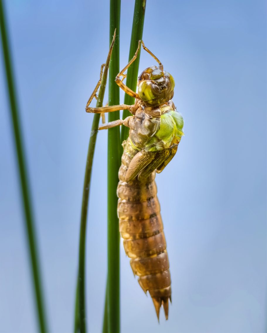 Eine Libellenlarve, die an einem Schilfrohr hängt, mit grünem Körper und braunem Hinterleib.
