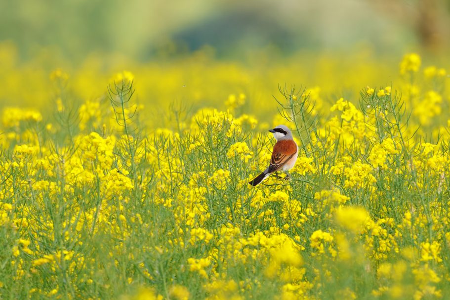 Rotbrauner Vogel sitzt in einem gelben Blumenfeld.