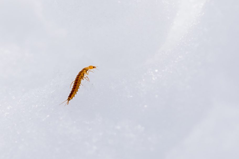 Ein einzelnes, orangefarbenes Insekt auf hellem, möglicherweise schneebedecktem Untergrund.