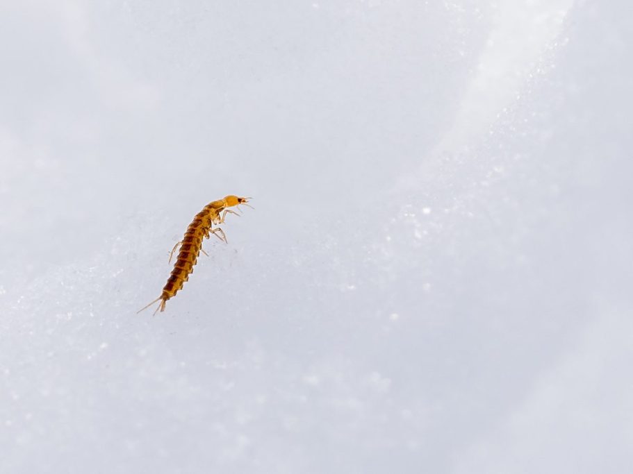 Ein kleiner, brauner Springschwanz im weißen Schnee.