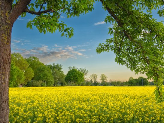 Blühendes Feld mit gelben Blumen, umgeben von Bäumen und einem blauen Himmel.