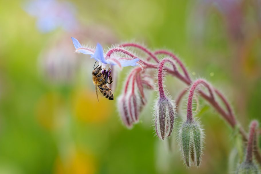 Eine Biene sitzt auf einer blühenden Pflanze mit blauen Blüten.