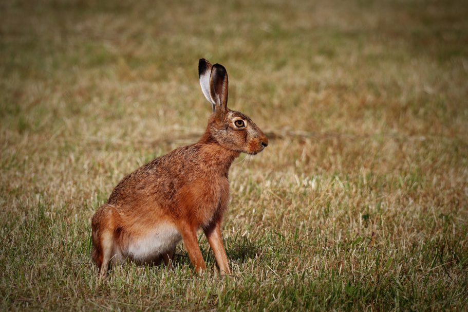 Ein brauner Hase sitzt auf einer grünen Wiese.