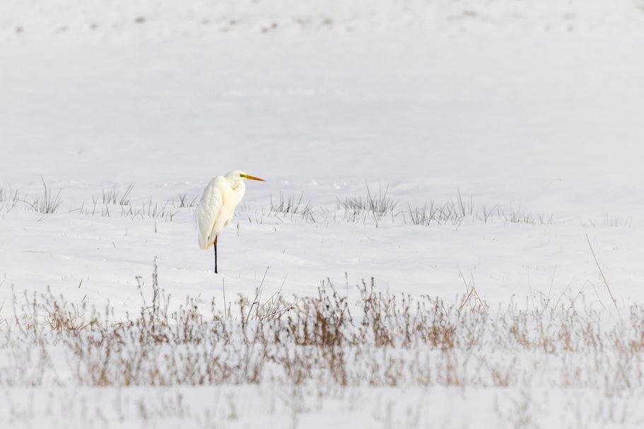 Ein großer, weißer Reiher steht einsam in einer schneebedeckten Landschaft.