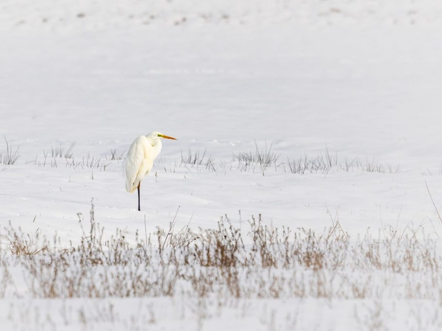 Ein Silberreiher steht auf einem Bein in einer schneebedeckten Landschaft.