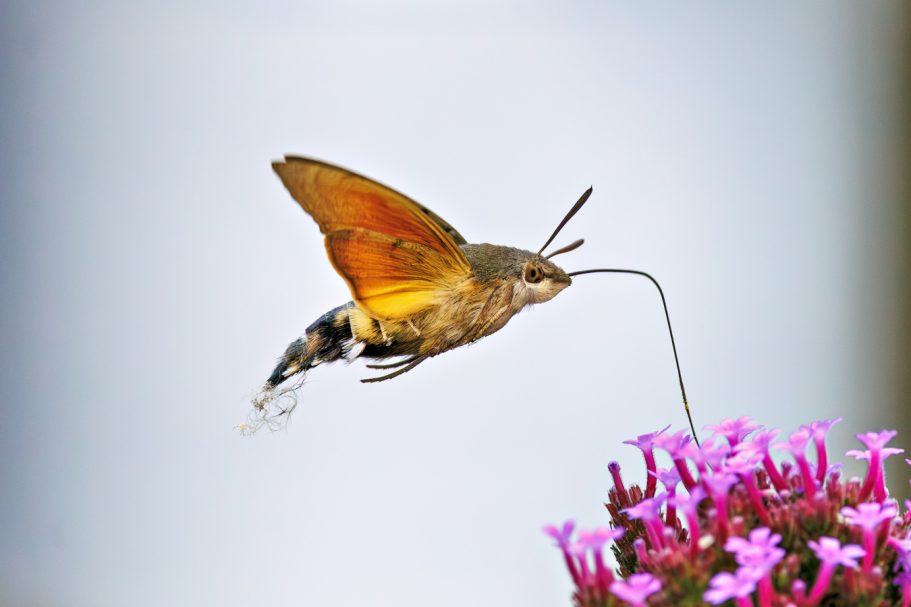 Schmetterling mit orangefarbenen Flügeln, der Nektar aus einer Blume saugt.