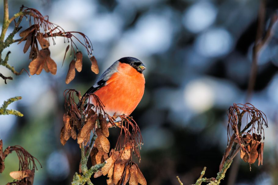 Ein männlicher Gimpel sitzt auf einer Zweigspitze, umgeben von frosty Ästen.