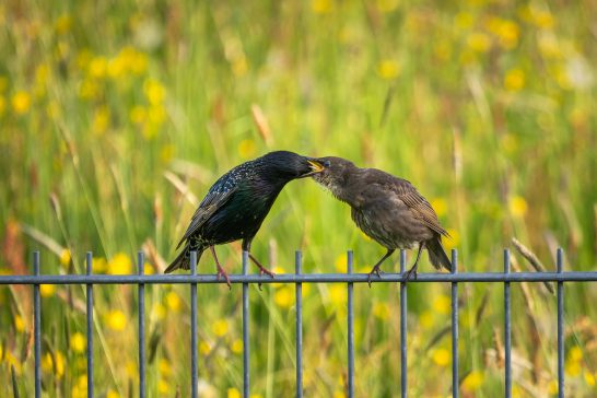 Zwei Vögel auf einem Zaun, die sich schnäbeln, umgeben von grünen Wiesenblumen.