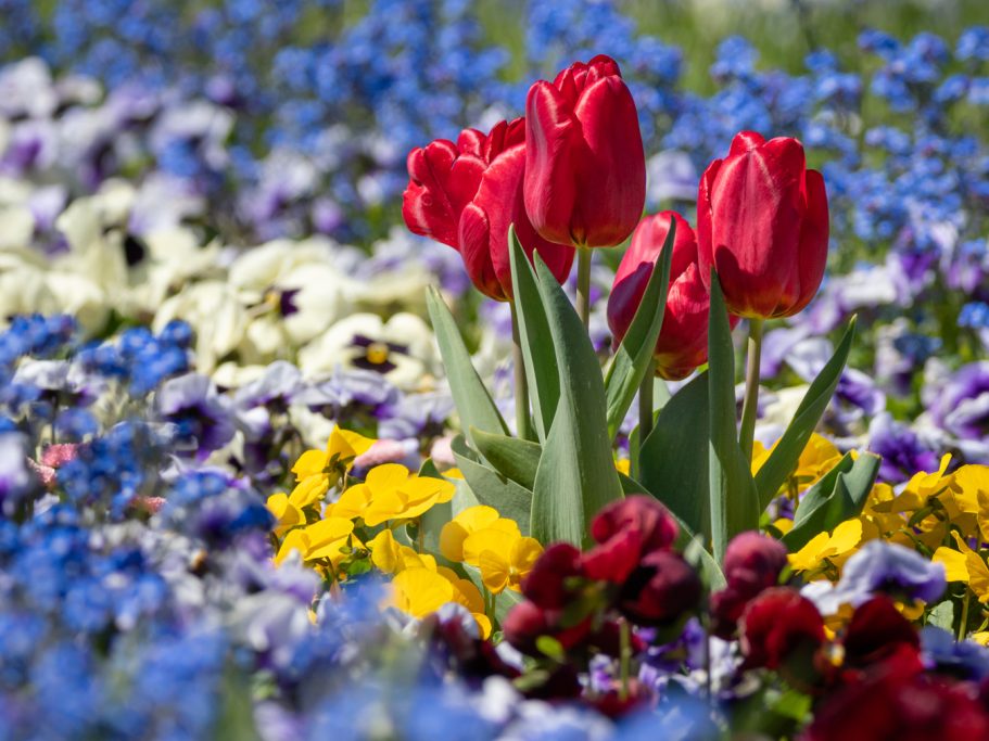 Rote Tulpen umgeben von bunten Frühlingsblumen.