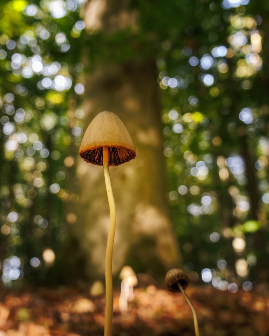 Ein einzelner Pilz steht vor einem unscharfen Baum im Hintergrund.