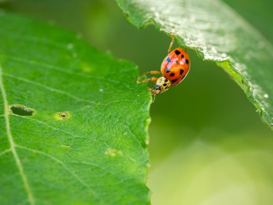 Rote Marienkäfer mit schwarzen Punkten auf einem grünen Blatt.