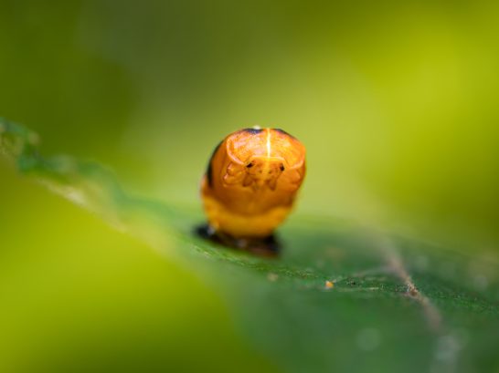 Eine nahaufnahme einer orangefarbenen Raupe auf einem Blatt mit unscharfem Hintergrund.