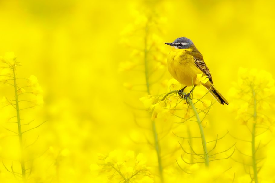 Gelber Vogel sitzt auf einer Blume inmitten eines leuchtend gelben Rapsfeldes.
