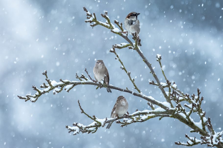 Drei Vögel auf einem mit Schnee bedeckten Ast bei fallendem Schnee.