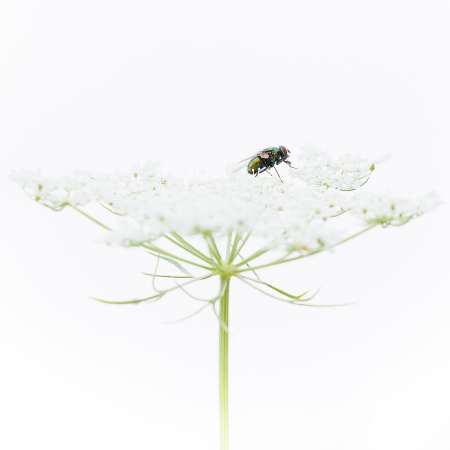 Eine grüne Fliege sitzt auf einer weißen Blüte.