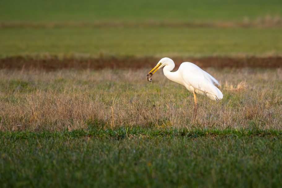Ein großer, weißer Fischreiher steht auf einem Feld und hält etwas im Schnabel.