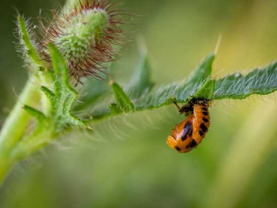 Schwarze Larve mit orangefarbenen Streifen hängt an einem grünen Blatt.