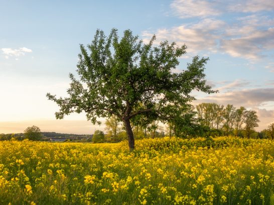 Ein einzelner Baum steht in einem blühenden, gelben Feld unter klarem Himmel.
