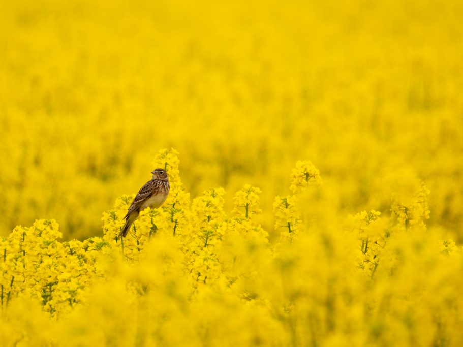 Ein Vogel sitzt in einem leuchtend gelben Rapsfeld.