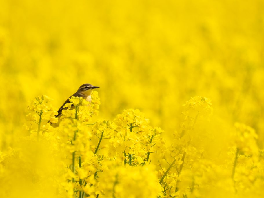 Ein Vogel sitzt in einem Feld mit leuchtend gelben Rapsblüten.