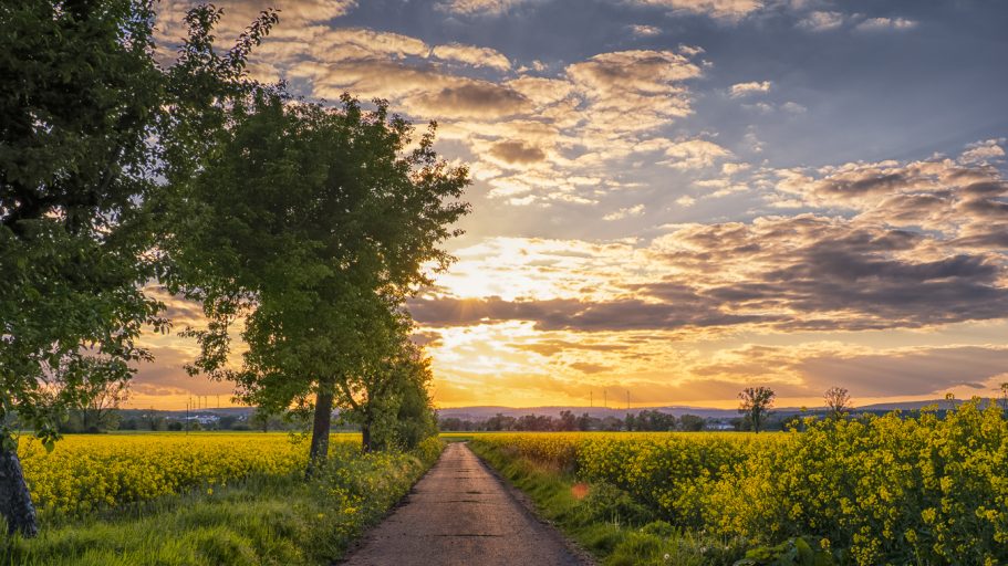 Der Weg Ländlicher Weg zwischen leuchtenden Feldern und einem Sonnenuntergang am Horizont.