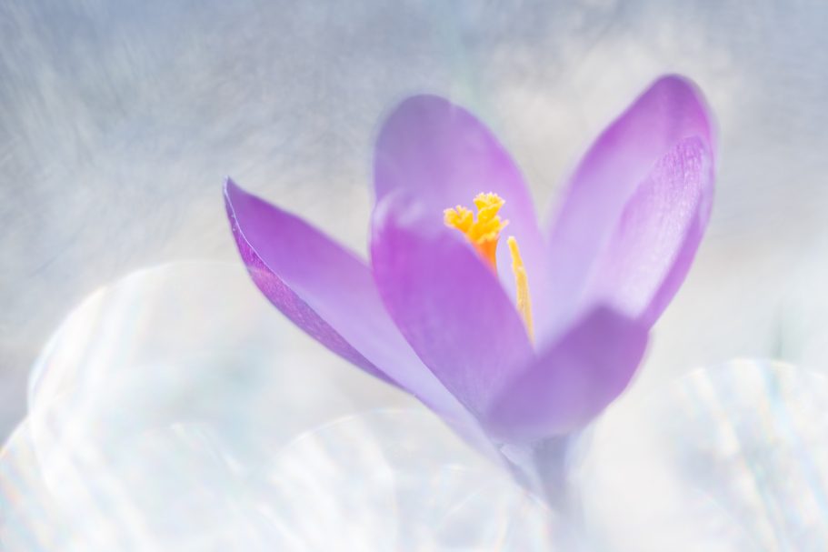 Lila Blüte mit gelben Staubgefäßen vor einem sanften, verschwommenen Hintergrund.