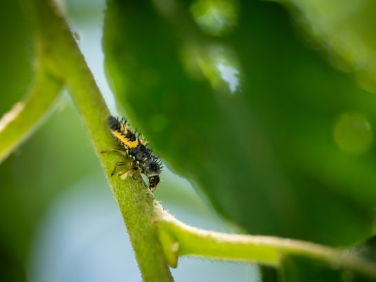 Schwarze und gelbe Insekten auf einem grünen Pflanzenstängel.