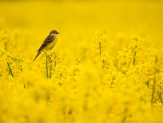 Ein Vogel sitzt auf einer blühenden, gelben Rapsfeldblüte.