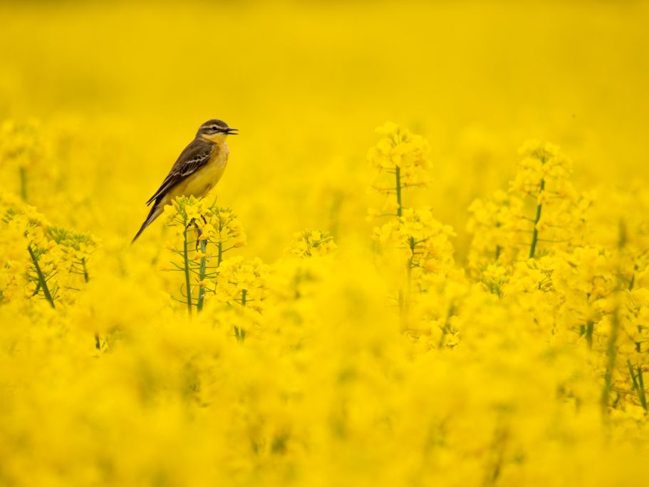 Kleiner Vogel sitzt in einem blühenden, gelben Rapsfeld.