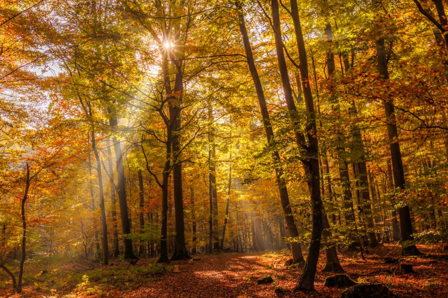 Herbstwald mit goldenen Blättern und Sonnenstrahlen, die durch die Bäume scheinen.